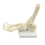 Life Size Foot Joint Anatomical Model Skeleton
