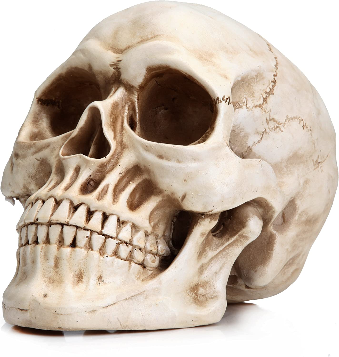 1:1 Replica Realistic Human Adult Skull Head Bone Model Main image