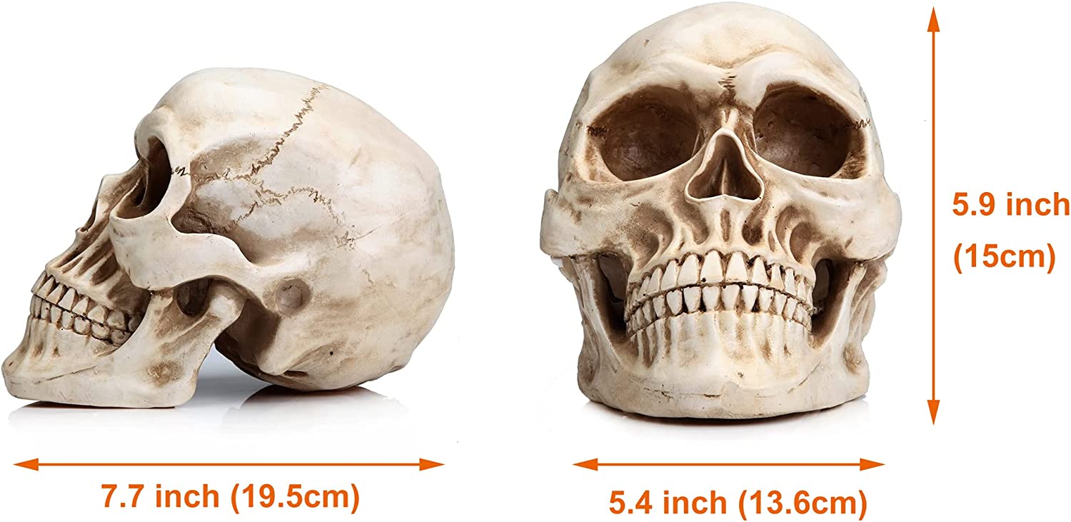 1:1 Replica Realistic Human Adult Skull Head Bone Model Secondary image