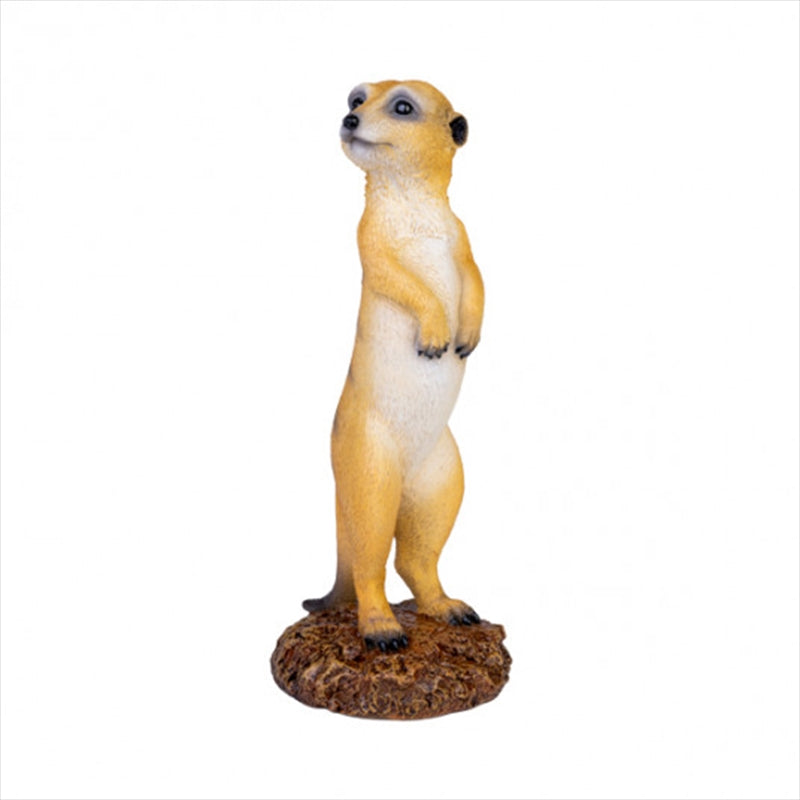 Meerkat Main image