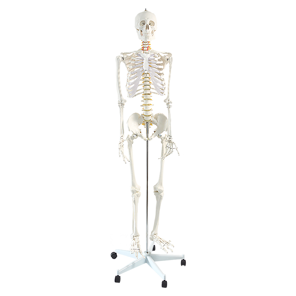 Human Skeleton Anatomical Model 180cm Main image