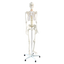 Human Skeleton Anatomical Model 180cm