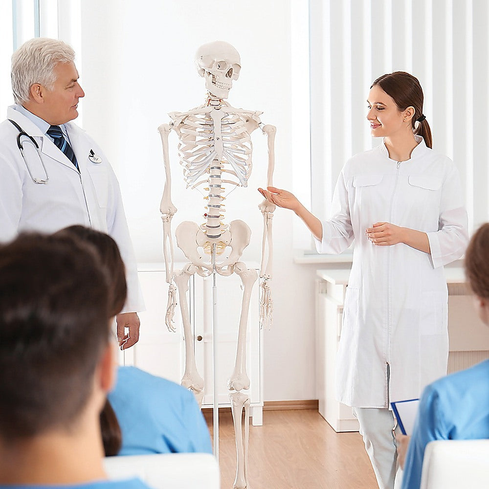 Human Skeleton Anatomical Model 180cm Secondary image