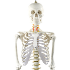 Human Skeleton Anatomical Model 180cm