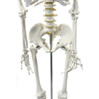 Human Skeleton Anatomical Model 180cm
