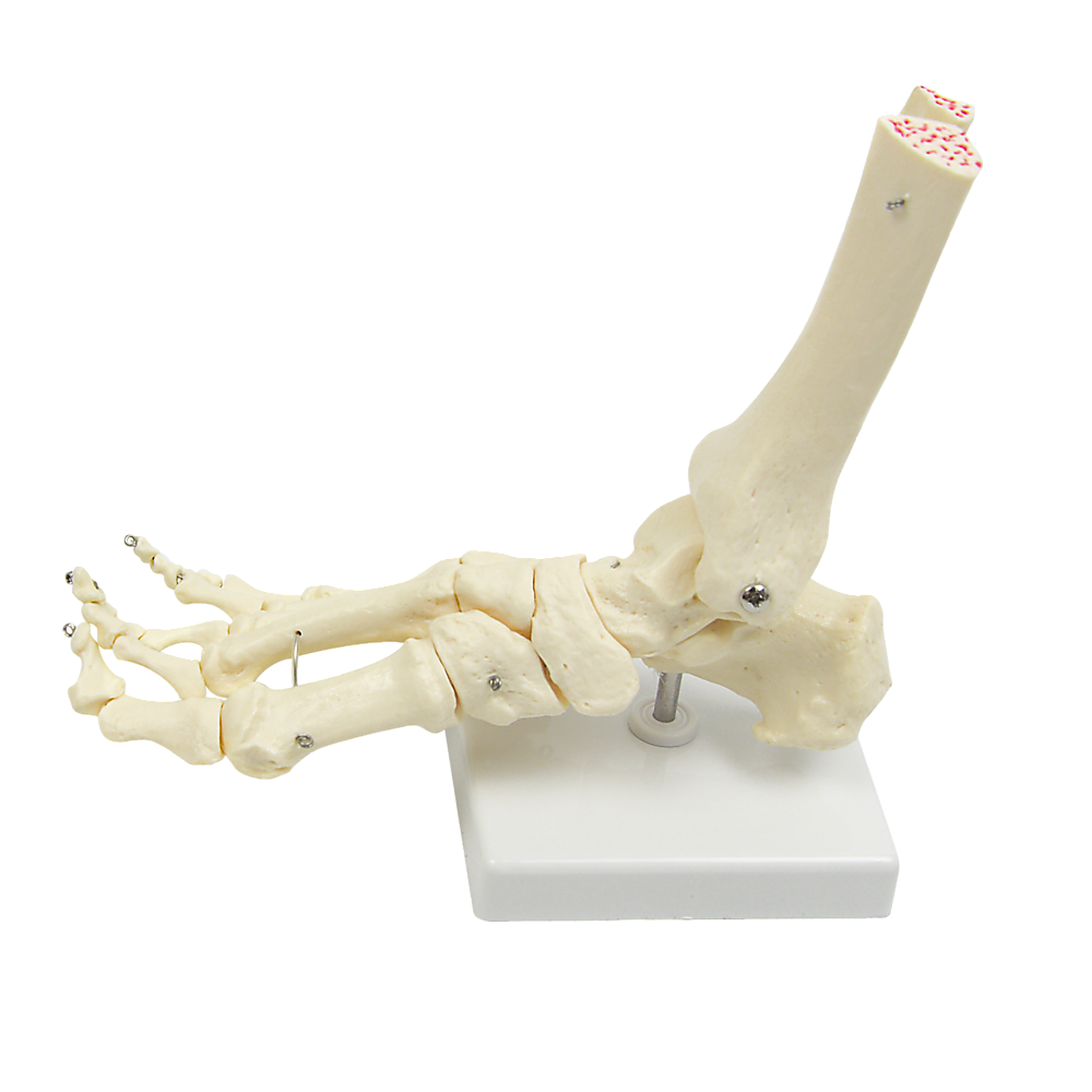 Life Size Foot Joint Anatomical Model Skeleton Main image