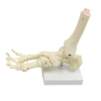 Life Size Foot Joint Anatomical Model Skeleton