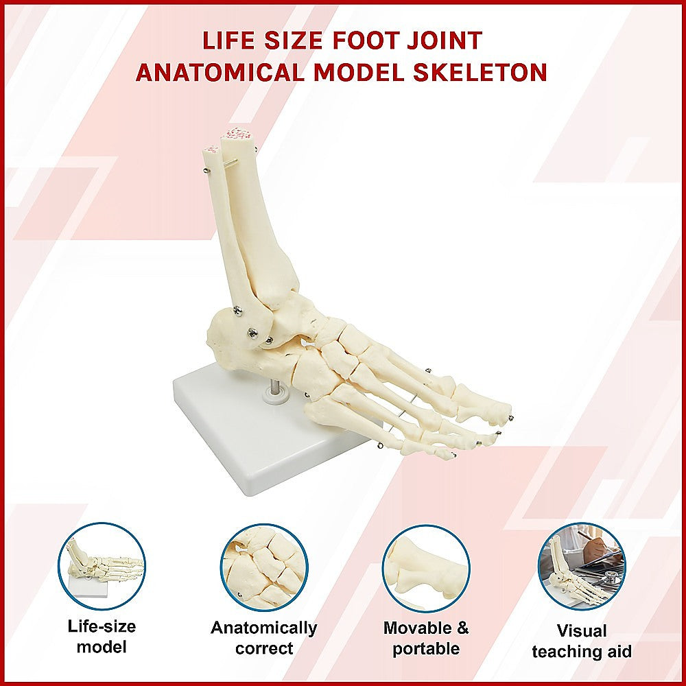 Life Size Foot Joint Anatomical Model Skeleton Secondary image