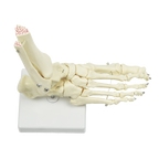 Life Size Foot Joint Anatomical Model Skeleton