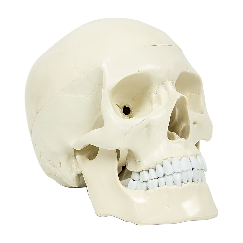 Life Size Anatomical Deluxe Human Skull Model Medical Skeleton Anatomy Replica Main image