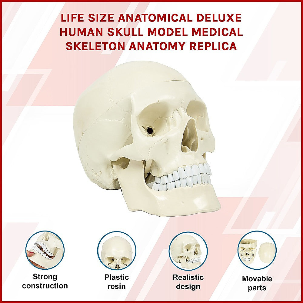 Life Size Anatomical Deluxe Human Skull Model Medical Skeleton Anatomy Replica Secondary image