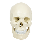 Life Size Anatomical Deluxe Human Skull Model Medical Skeleton Anatomy Replica