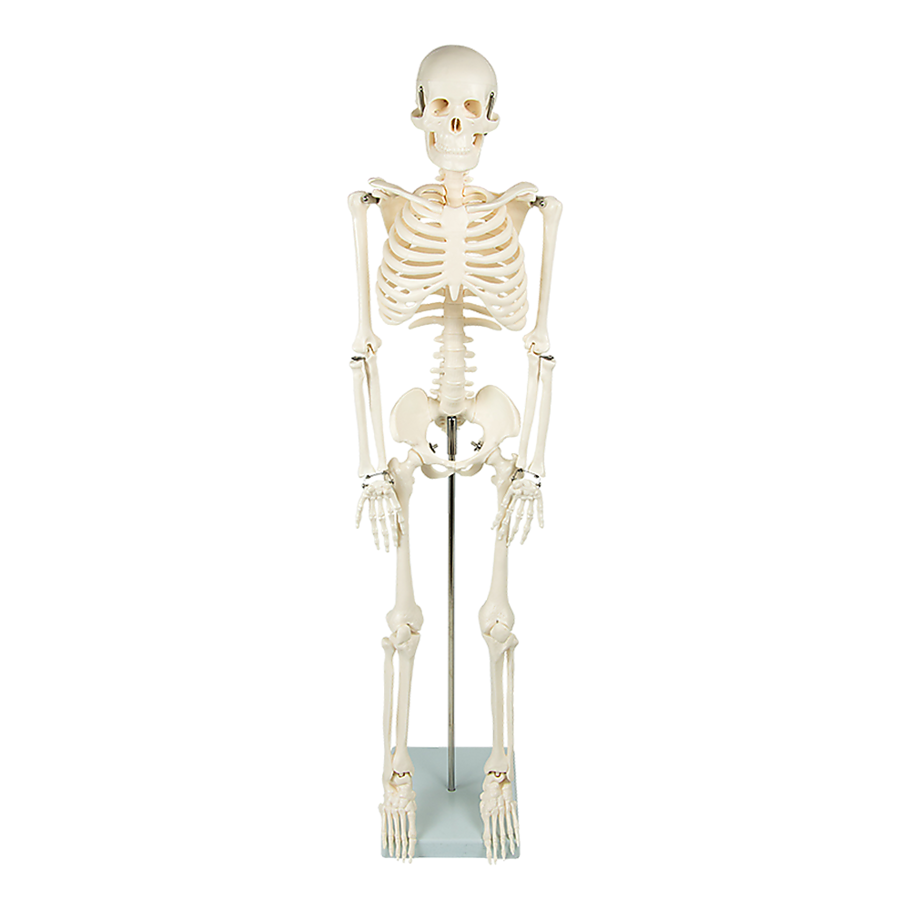 Anatomical 85cm Tall Human Skeleton with Stand Model - Medical Anatomy Main image