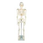 Anatomical 85cm Tall Human Skeleton with Stand Model - Medical Anatomy