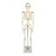 Anatomical 85cm Tall Human Skeleton with Stand Model - Medical Anatomy