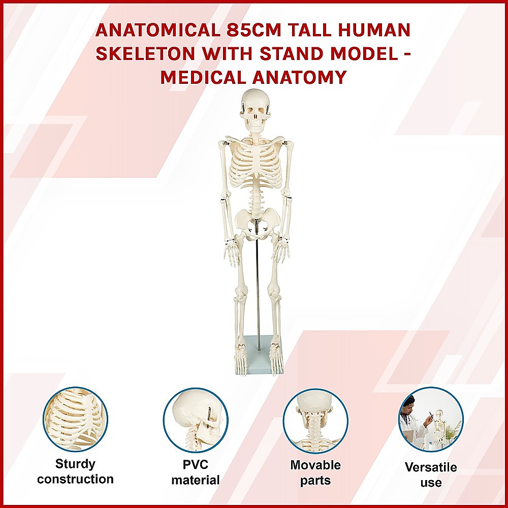 Anatomical 85cm Tall Human Skeleton with Stand Model - Medical Anatomy Secondary image