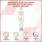 Anatomical 85cm Tall Human Skeleton with Stand Model - Medical Anatomy