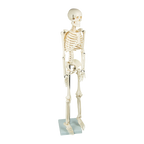 Anatomical 85cm Tall Human Skeleton with Stand Model - Medical Anatomy