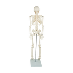 Anatomical 85cm Tall Human Skeleton with Stand Model - Medical Anatomy