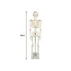 Anatomical 85cm Tall Human Skeleton with Stand Model - Medical Anatomy