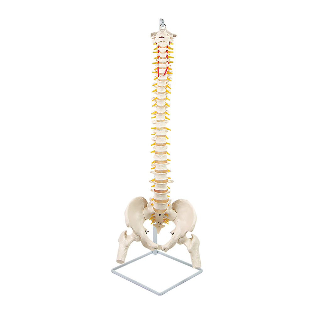 Life Size Flexible Vertebral Spine Pelvis & Femur Skeleton Model Anatomy Model Main image