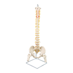 Life Size Flexible Vertebral Spine Pelvis & Femur Skeleton Model Anatomy Model