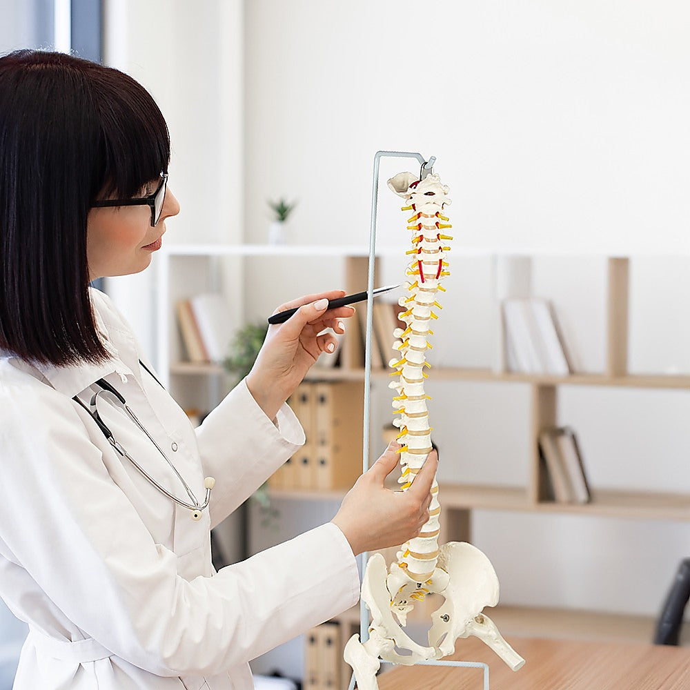 Life Size Flexible Vertebral Spine Pelvis & Femur Skeleton Model Anatomy Model Secondary image