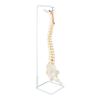 Life Size Flexible Vertebral Spine Pelvis & Femur Skeleton Model Anatomy Model