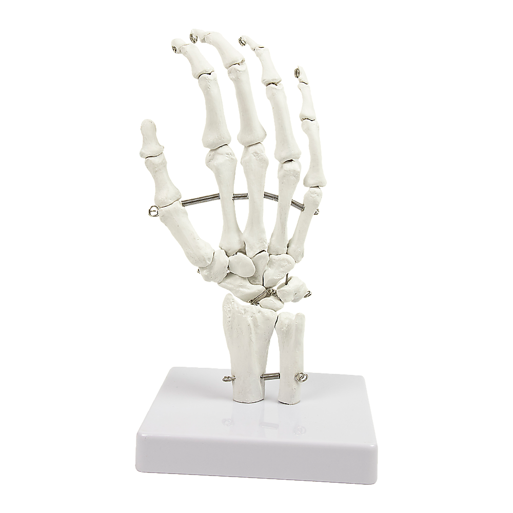 Hand Joint Anatomical Skeleton Model Human Anatomy Study Tool Main image