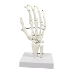 Hand Joint Anatomical Skeleton Model Human Anatomy Study Tool