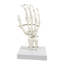 Hand Joint Anatomical Skeleton Model Human Anatomy Study Tool