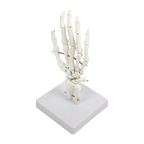 Hand Joint Anatomical Skeleton Model Human Anatomy Study Tool
