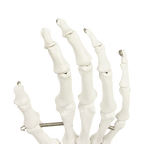 Hand Joint Anatomical Skeleton Model Human Anatomy Study Tool