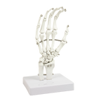 Hand Joint Anatomical Skeleton Model Human Anatomy Study Tool